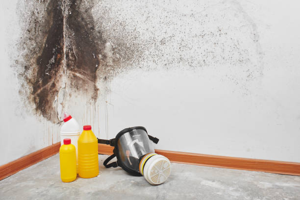 Best Emergency Mold Removal  in Iuka, MS