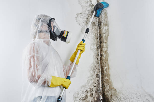 Best Fast Mold Removal  in Iuka, MS