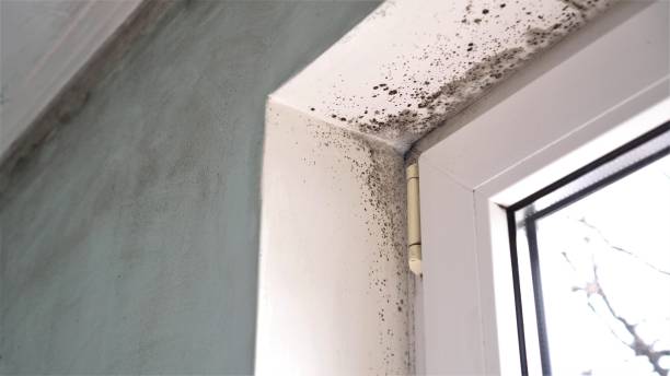 Best Certified Mold Removal  in Iuka, MS