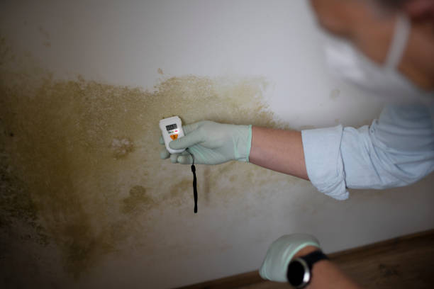 Best Mold Removal Company Near Me  in Iuka, MS