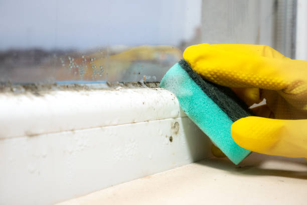 Best Residential Mold Removal  in Iuka, MS